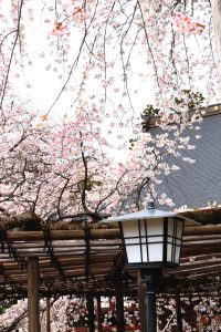 IMG_3177 のコピー